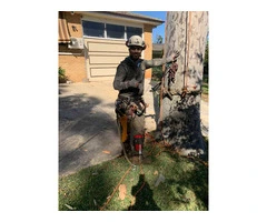 Ready to deck up your garden with skilled tree pruning?