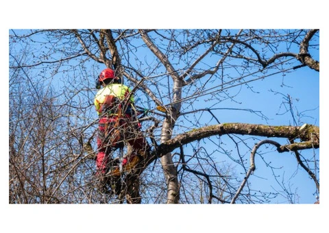 Ready to deck up your garden with skilled tree pruning? - 2/2