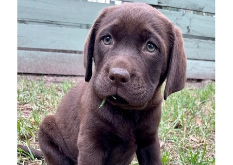 Labrador Retriever Puppies for Sale in Victoria