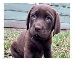 Labrador Retriever Puppies for Sale in Victoria