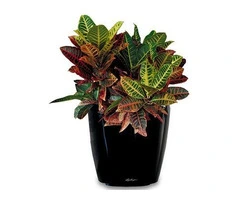 Maximizing Productivity with Office Plant Hire in Melbourne