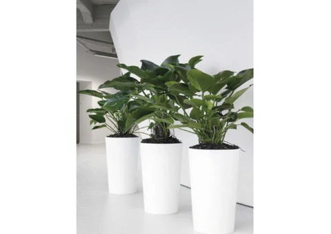 How Indoor Plant Hire Services Benefit Melbourne Businesses