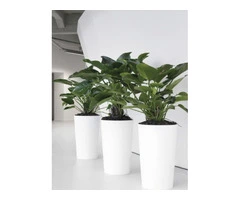 How Indoor Plant Hire Services Benefit Melbourne Businesses