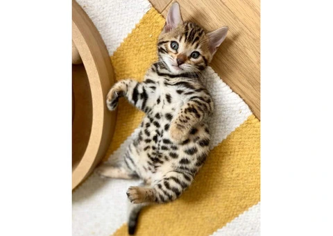 Quality Bengal kittens for adoption