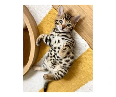 Quality Bengal kittens for adoption