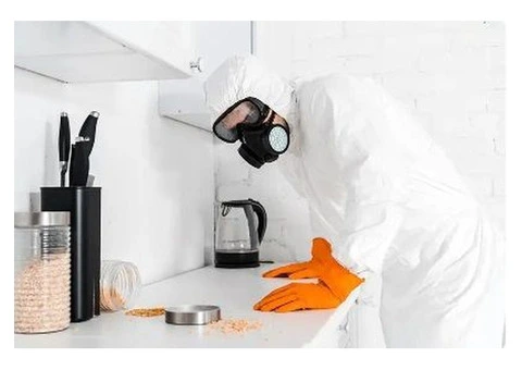 Termite Assessment Sydney