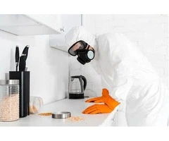 Termite Assessment Sydney