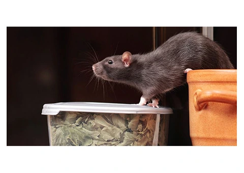 Defend Your Space: Expert Rodent Removal in Melbourne