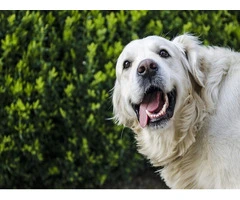 Fear Not Having Our Vet's Best Enzymatic Dog Toothpaste