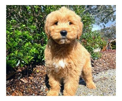 Groodle Puppies for Sale Victoria