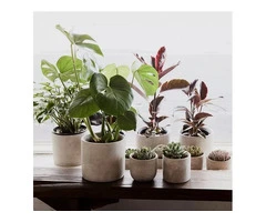 Indoor plants delivery Melbourne