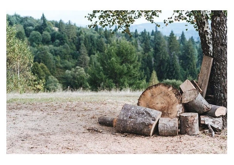 Expert Palm Tree Removal Services | Safe & Eco-Friendly Solutions