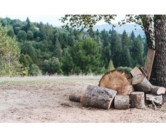 Expert Palm Tree Removal Services | Safe & Eco-Friendly Solutions