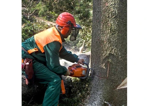 Best Tree Removal services in Adelaide