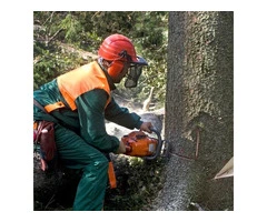 Best Tree Removal services in Adelaide