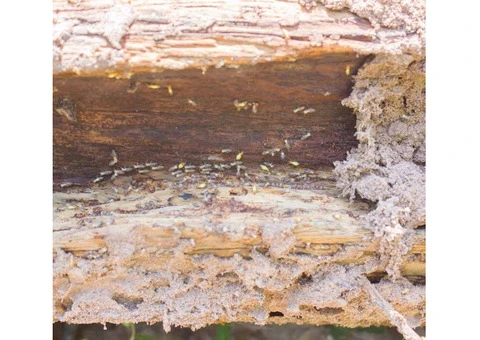 Termite Protection Adelaide