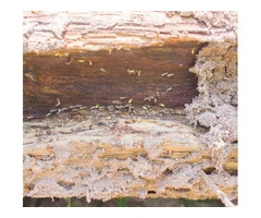 Termite Protection Adelaide