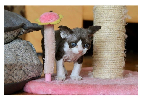 Bella Needs A new Home