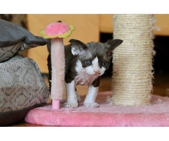 Bella Needs A new Home