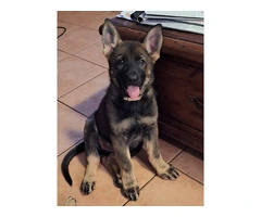 Purebred German Shepherd puppies