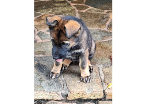 Purebred German Shepherd puppies - 2/5