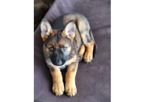 Purebred German Shepherd puppies - 3/5