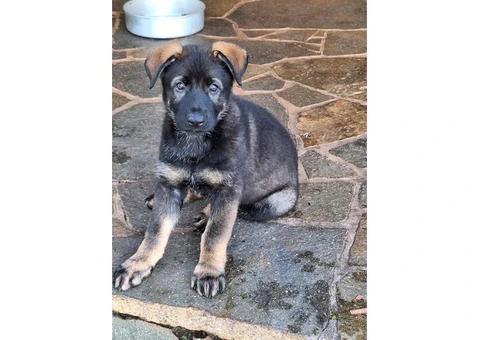 Purebred German Shepherd puppies - 4/5