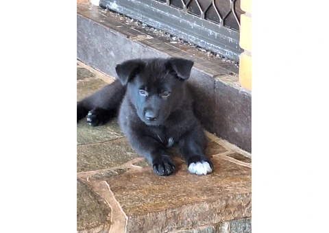 Purebred German Shepherd puppies - 5/5