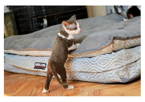 Devon Rex Kitten