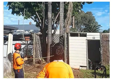 Palm Tree Removal Adelaide