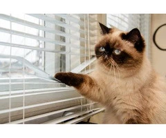 Max Coombes: For plantation shutters Hobart-wide