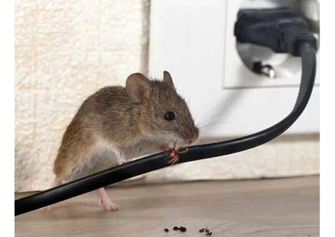 Rodent Control Adelaide