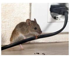 Rodent Control Adelaide