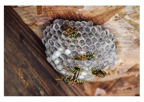 Book Quality Wasps Pest Control Services in Sydney