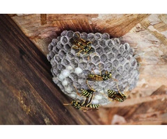 Book Quality Wasps Pest Control Services in Sydney