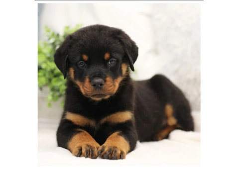 Purebred German Rottweilers - 1/5