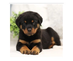 Purebred German Rottweilers