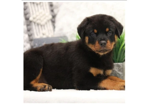 Purebred German Rottweilers - 2/5