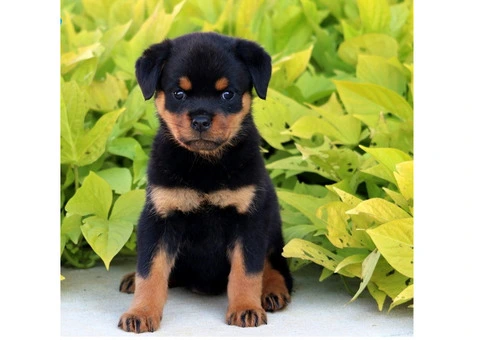 Purebred German Rottweilers - 3/5
