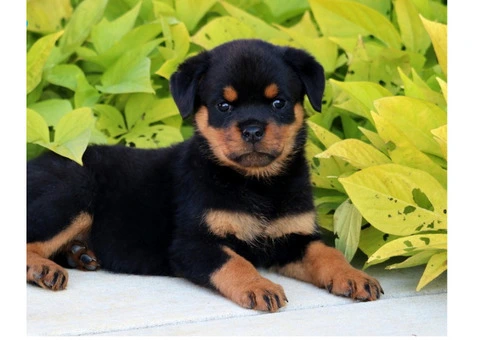Purebred German Rottweilers - 4/5