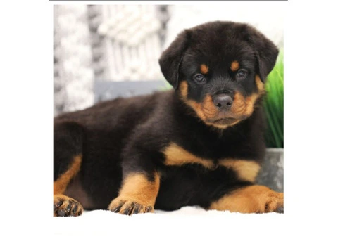 Purebred German Rottweilers - 5/5
