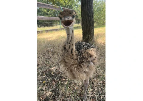 Ostrich babies for sale