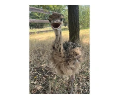 Ostrich babies for sale