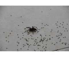Affordable Spider Removal Service Near You