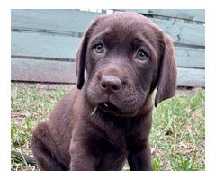 Labrador Retriever Puppies for Sale Melbourne