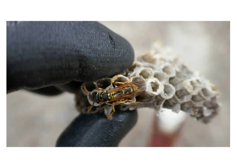Wasp Control Services: Hiring Professionals for Infestation Management