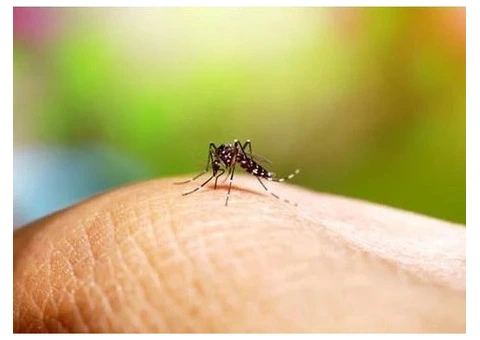 Mosquito Pest Control Brisbane