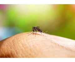 Mosquito Pest Control Brisbane