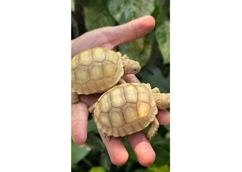 Baby sulcata tortoises for sale