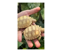 Baby sulcata tortoises for sale